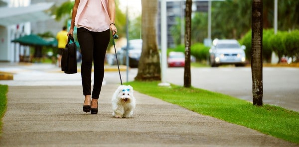 young professional walks her dog at her pet friendly office