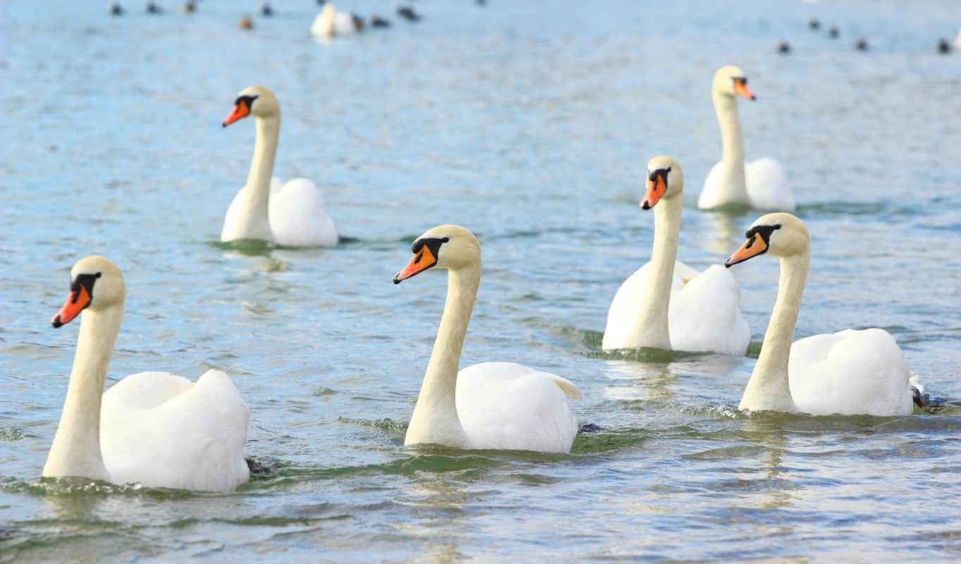 Flock of swans swimming in a lake