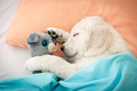 10 Things You Need to Buy When You Get a Puppy