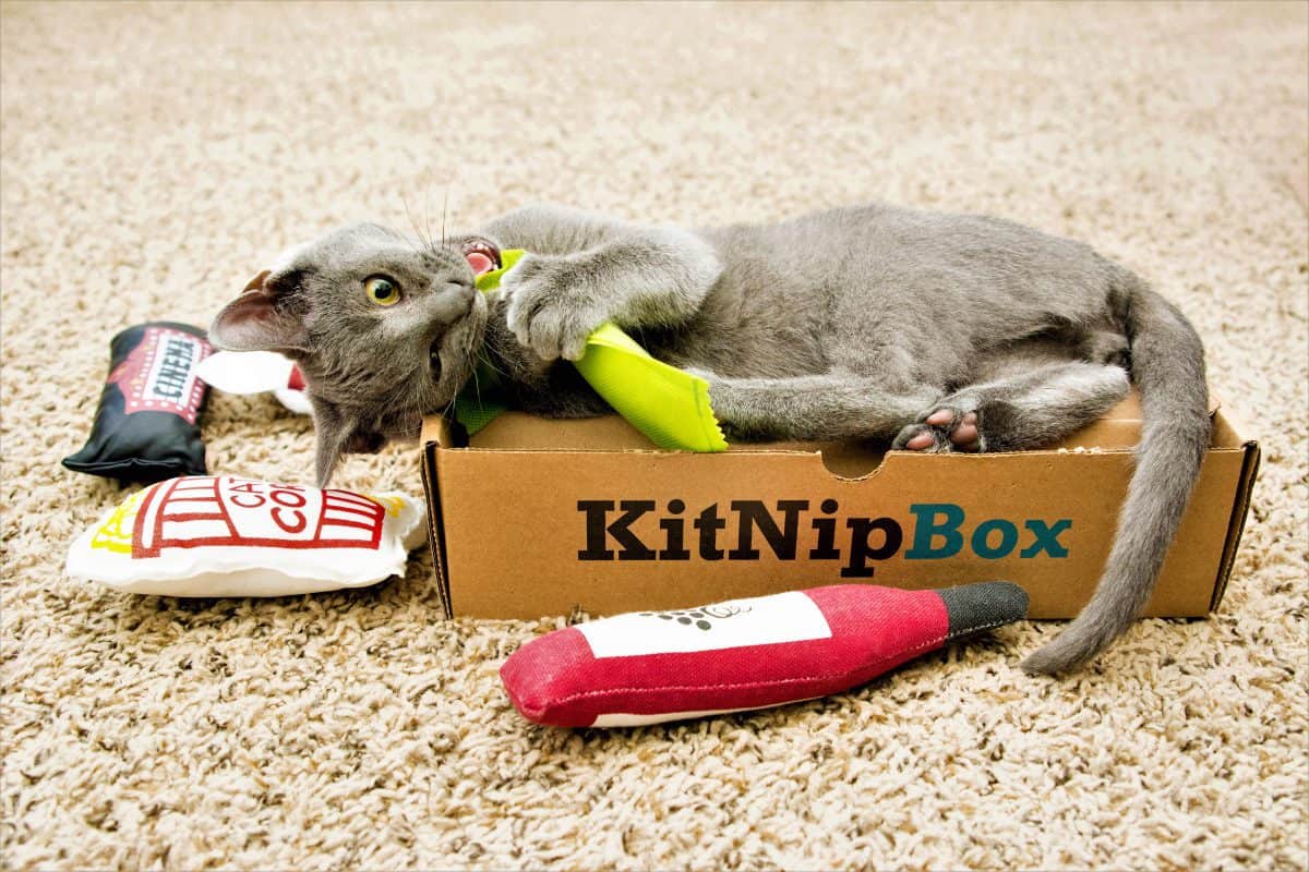 Is KitNipBox Worth It?