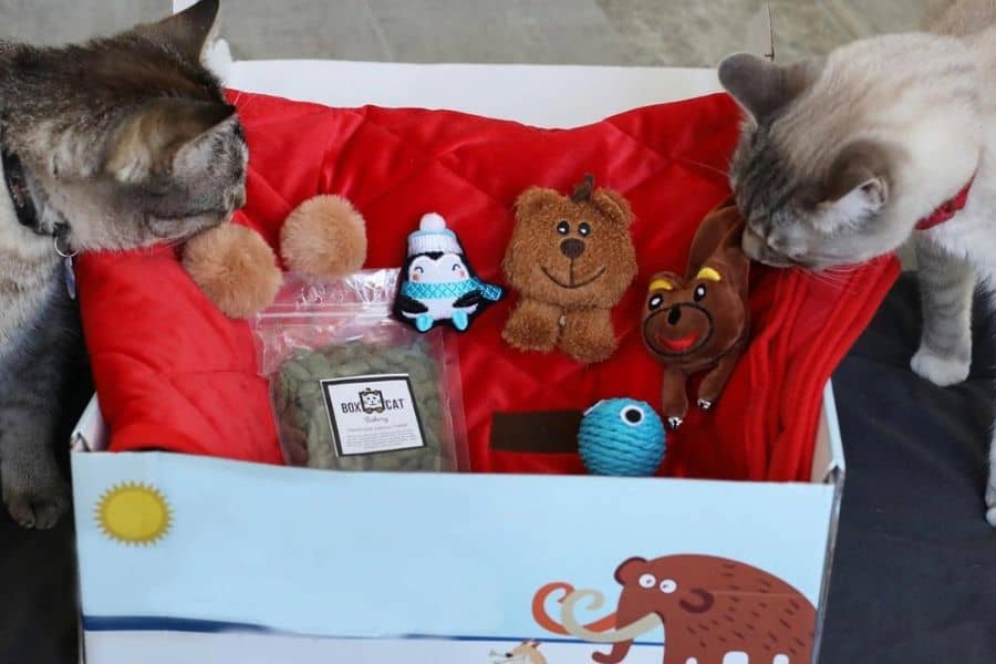 Kitties enjoying their new BoxCat subscription box