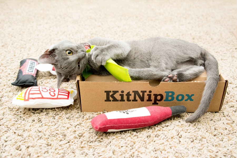 cool subscription boxes: kitnipbox