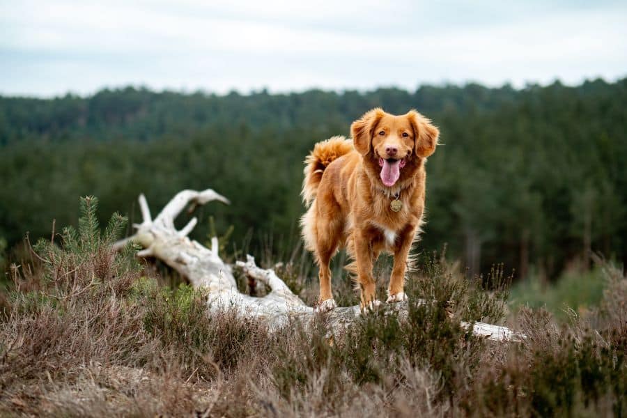 Happy Dog in the Great Outdoors
