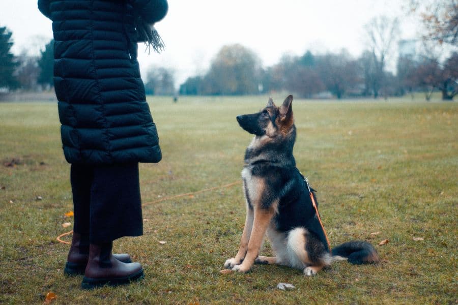 Shock Collar Alternatives For Dogs