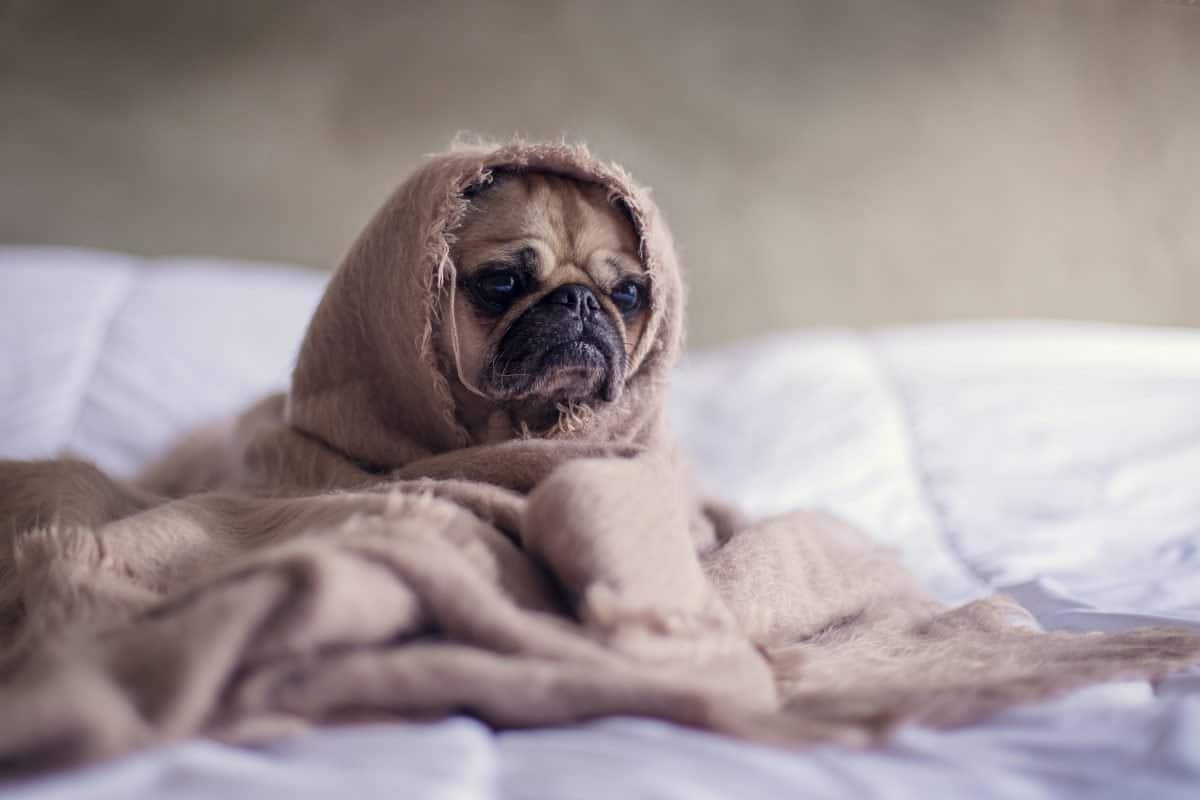 Dog wrapped up in blankets on bed, not eating its food